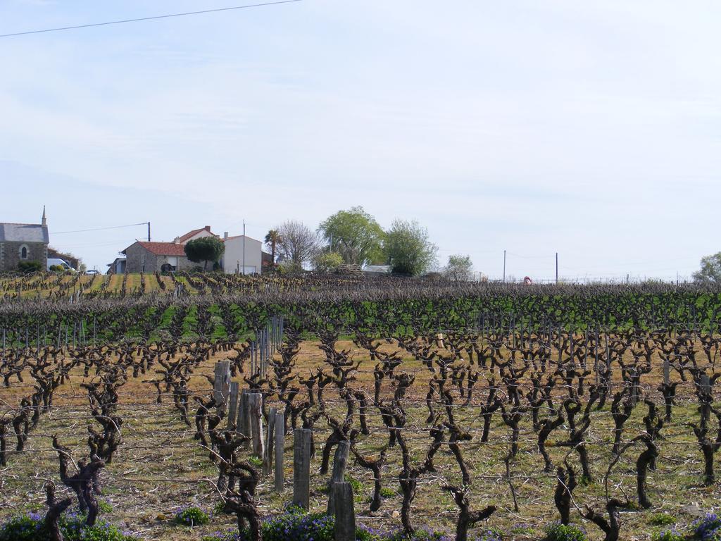 Chambres D'Hotes Vignes Et Loire Drain Luaran gambar